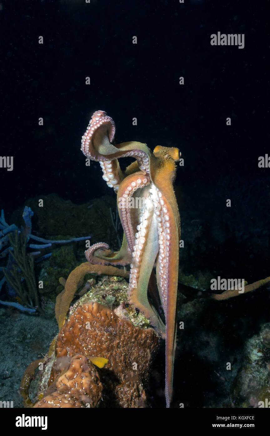 Caribbean reef octopus Banque D'Images