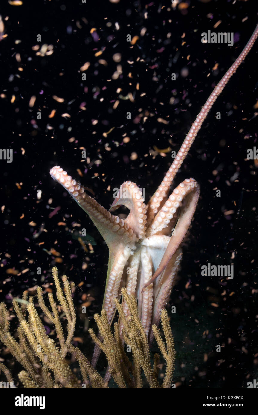 Caribbean reef octopus Banque D'Images