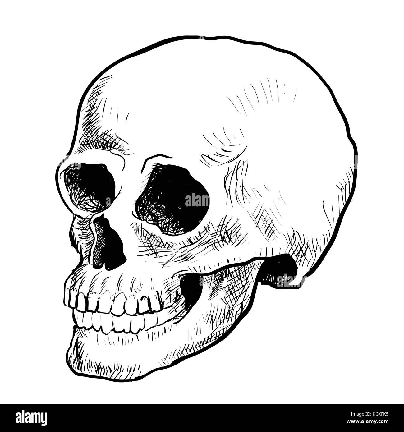 Crâne illustration style de dessin isolé sur fond blanc. noir et blanc  simple ligne vector illustration pour livre de coloriage - ligne dessinée  vector Image Vectorielle Stock - Alamy