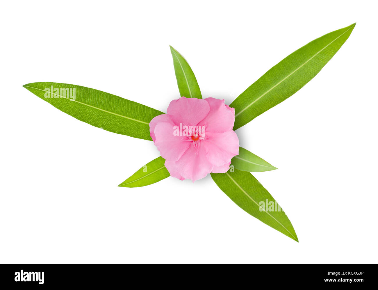 Nerium oleander branche avec des fleurs et des feuilles isolées sur fond blanc Banque D'Images Nerium oleander branche avec des fleurs et des feuilles isolées sur fond blanc Banque D'Images