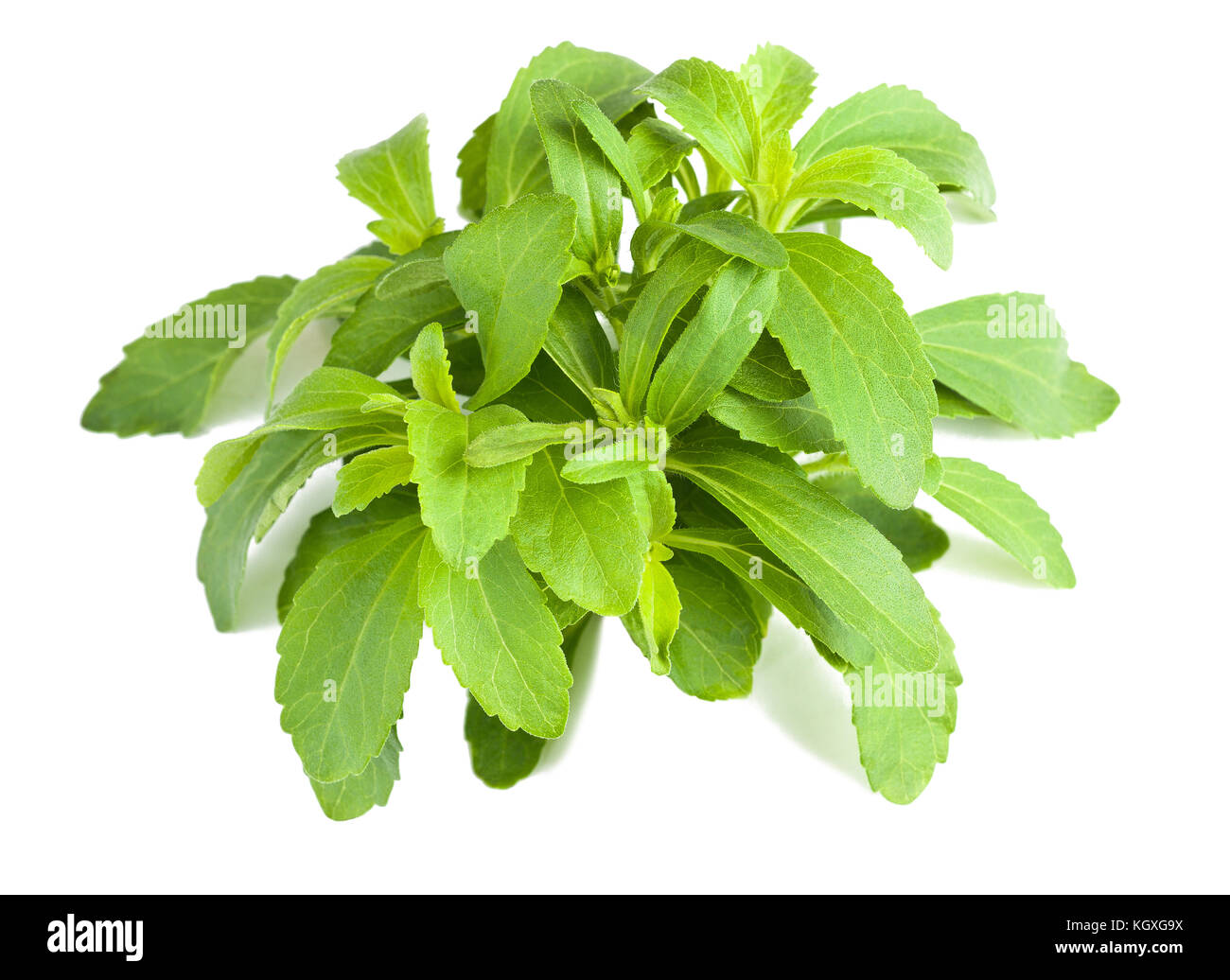 La stévia bunch isolated on white Banque D'Images