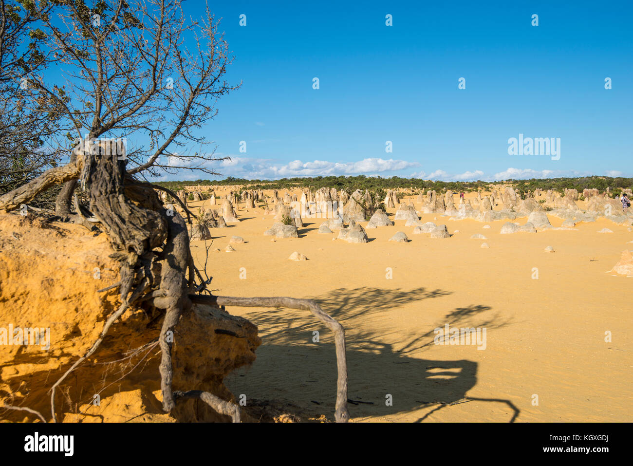 Désert des Pinnacles, Australie occidentale. L'érosion différentielle entraînée par le vent produit un paysage étonnant dans le soleil bouillant au nord de Perth Banque D'Images