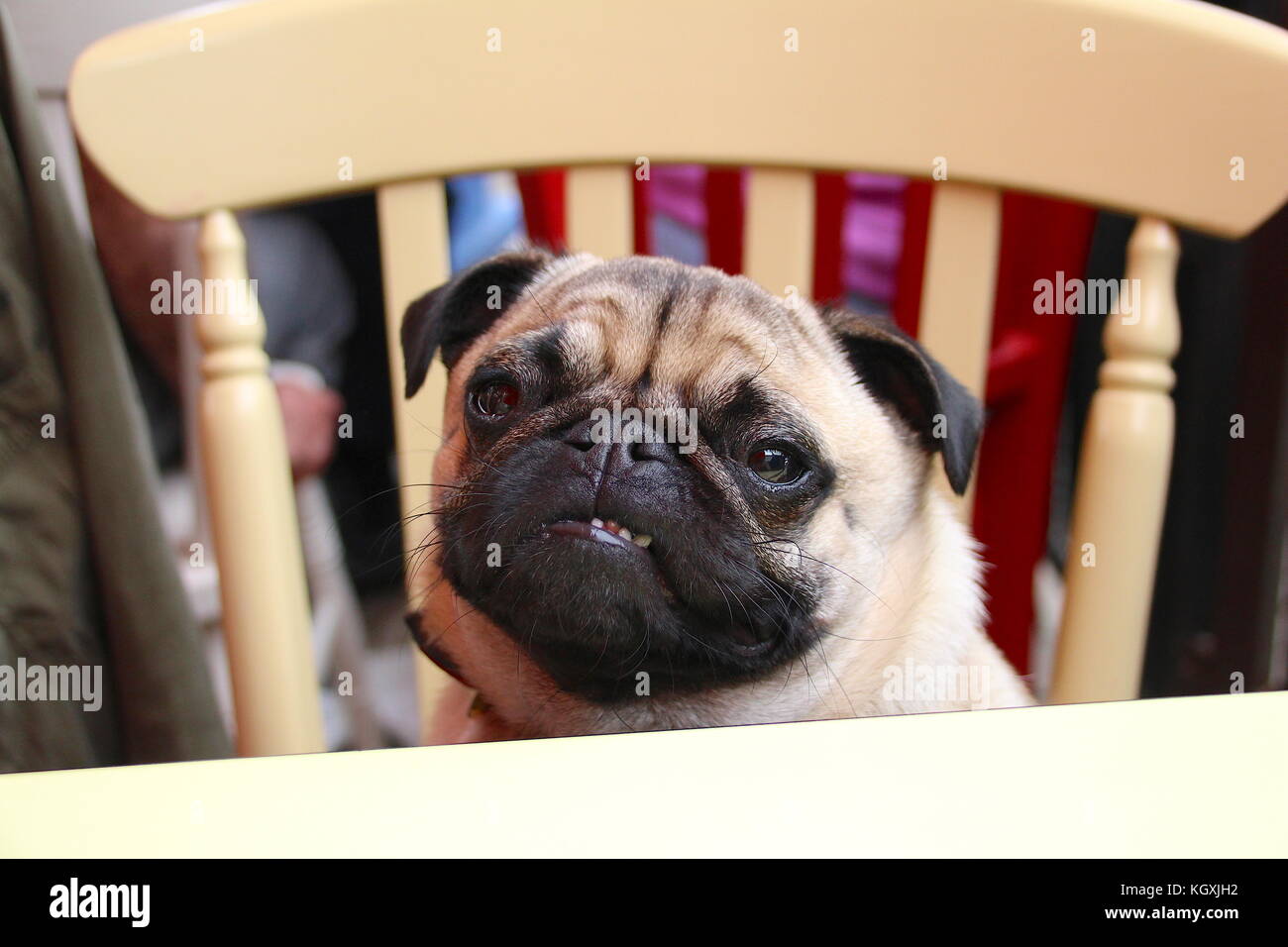 Le PUG à l'extérieur profitant de la campagne britannique Banque D'Images