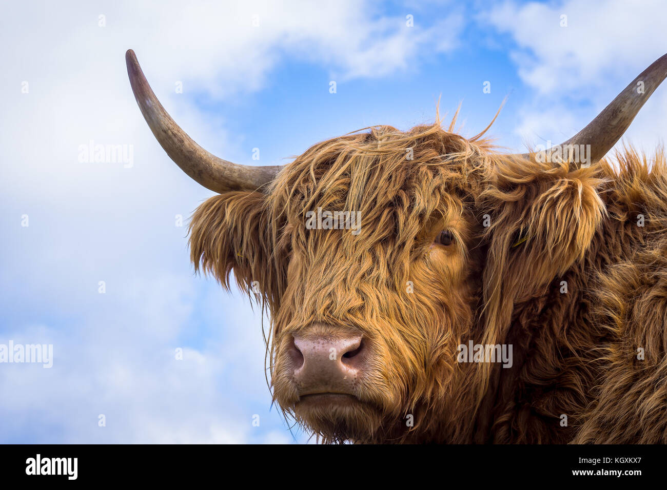 De longs cheveux brun vache highland contre le ciel, à la recherche dans l'appareil photo, Jutland-du-Nord, au Danemark, le 6 octobre 2017 Banque D'Images
