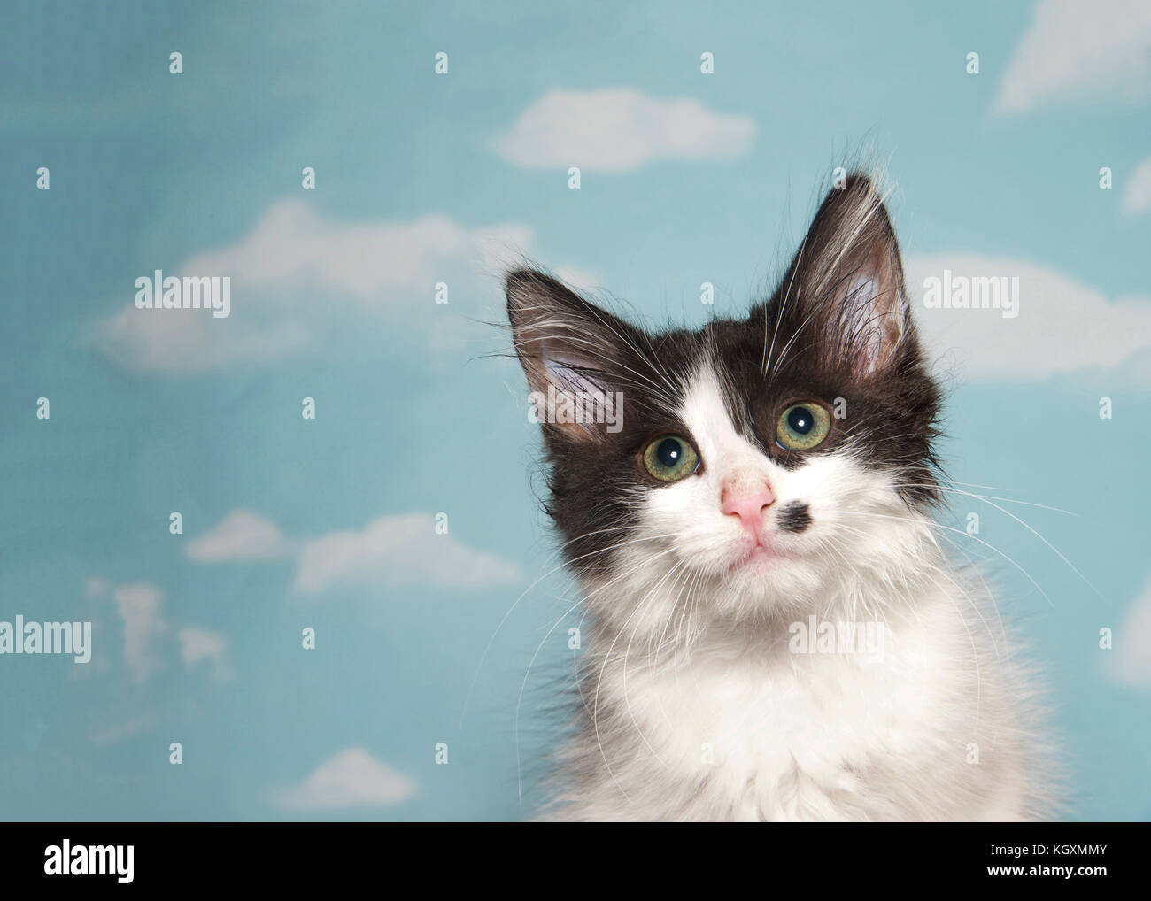 Portrait d'un noir et blanc tabby kitten looking at viewer, tache noire sur la joue gauche comme marque de beauté. Fond bleu ciel avec des nuages. Copy space Banque D'Images