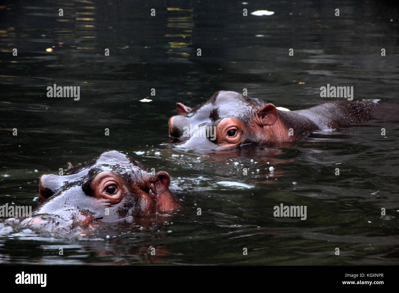 Hippopotame / Hippo dans le zoo indonésien ils essaient de se cacher sous l'eau Banque D'Images