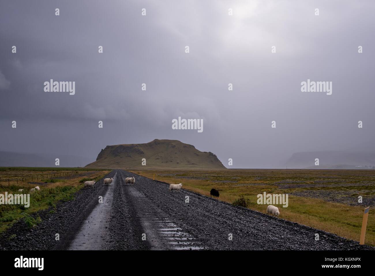 Moutons sur la route Banque D'Images