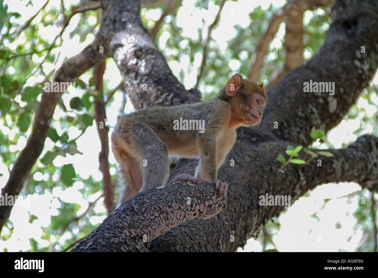 Bébé macaque de barbarie sur branche d'arbre, forêt de cèdres, Maroc Banque D'Images