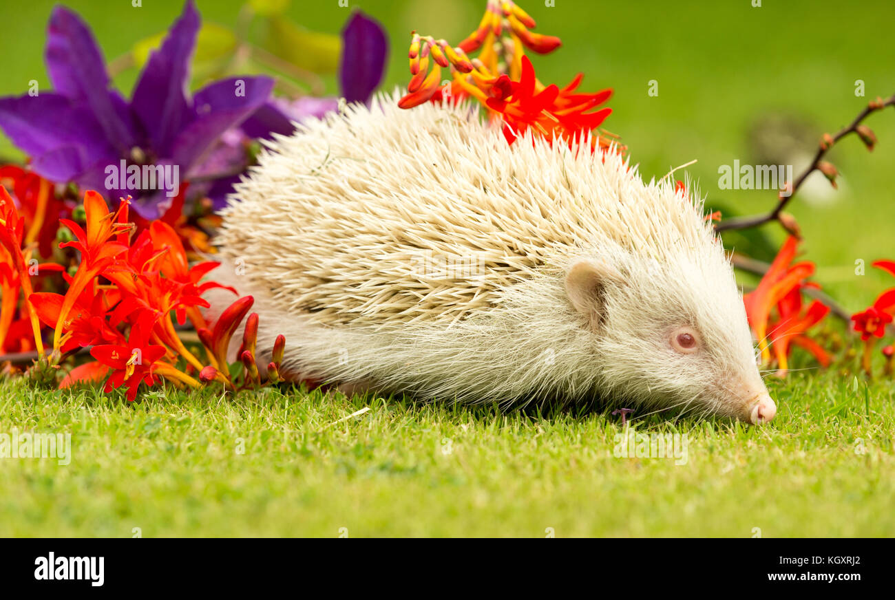Rare white hedgehog Banque de photographies et d’images à haute ...