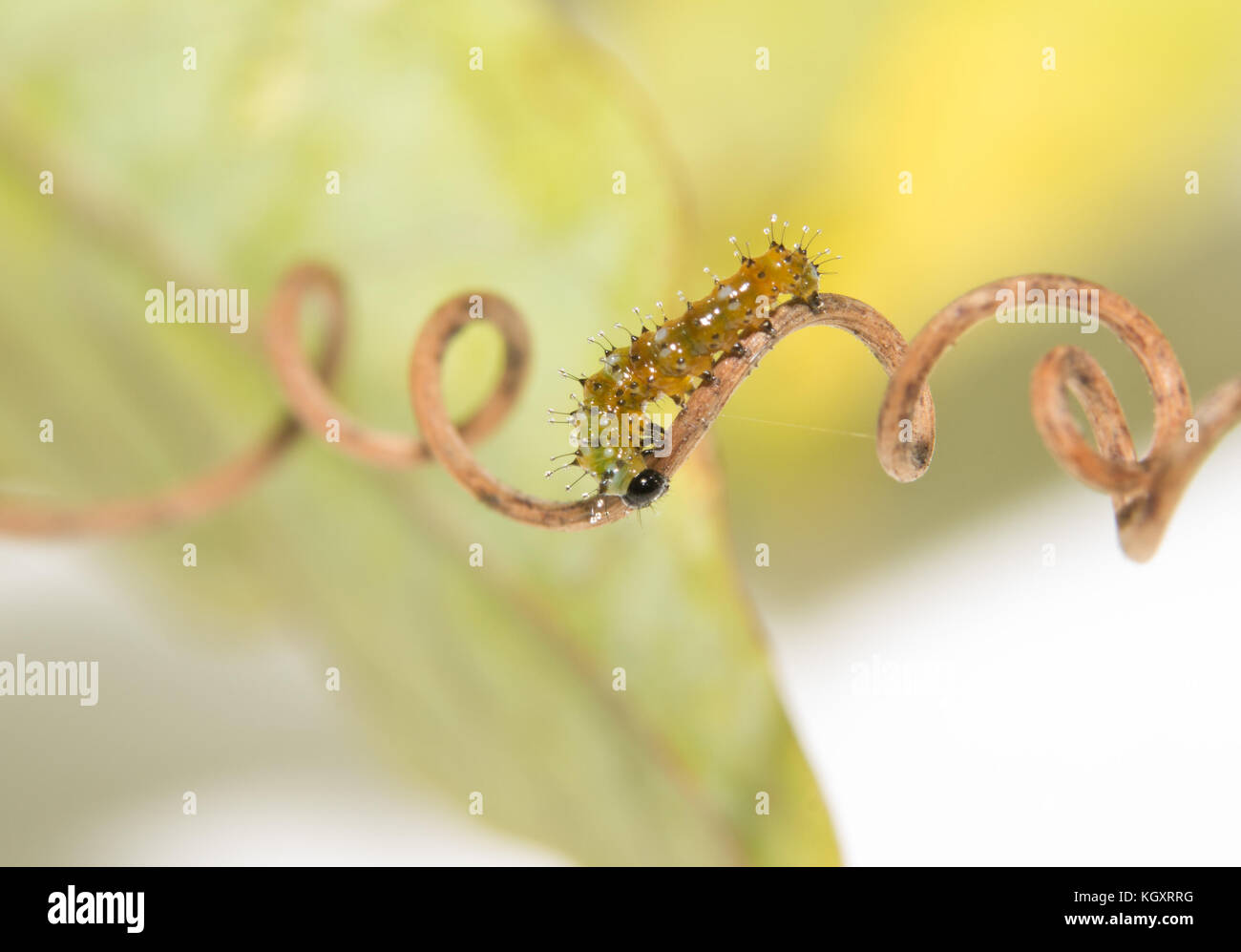 Deux jours golfe fritillary butterfly caterpillar marche sur une spirale de vrille passion fleur plante Banque D'Images