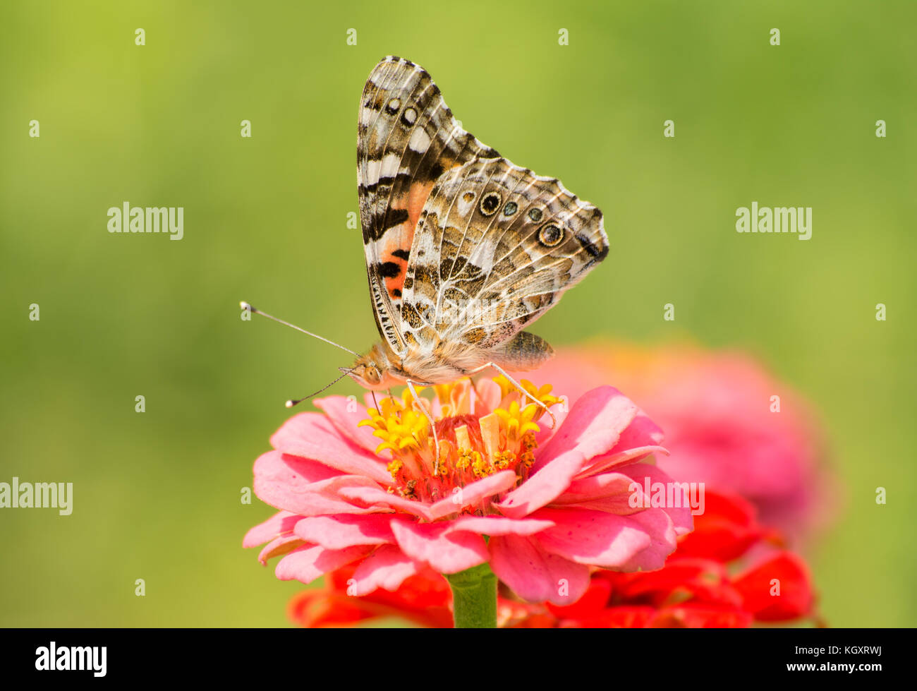 Beau papillon belle dame se nourrissent d'une fleur rose zinnia à sunny jardin d'été Banque D'Images