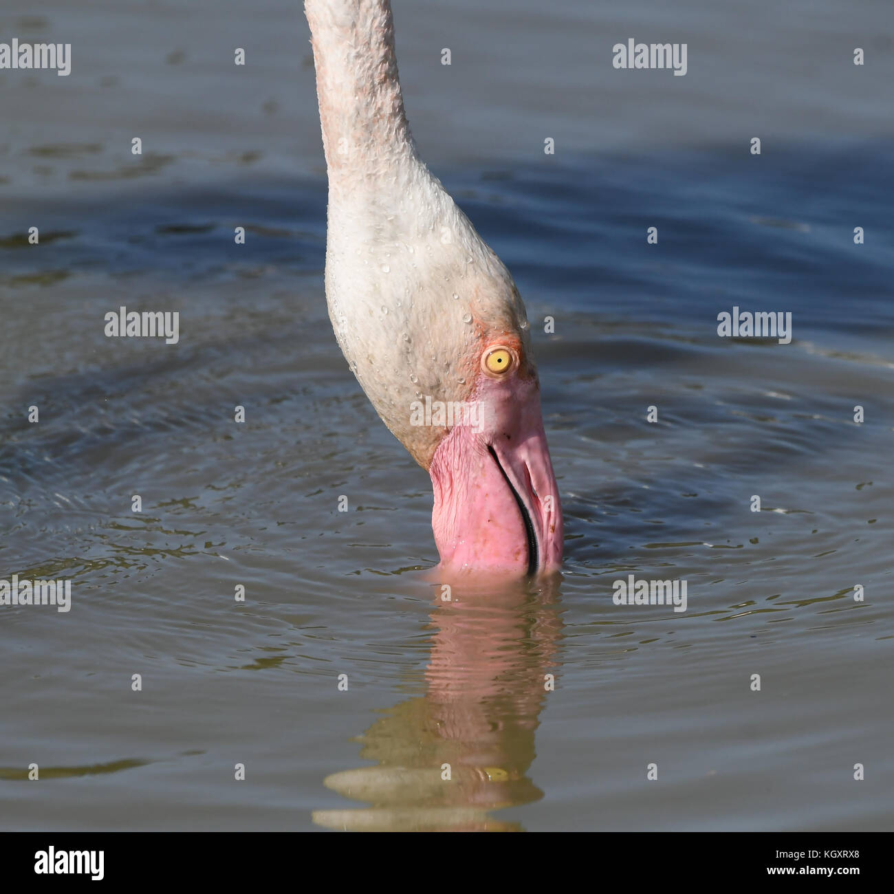 Portrait de l'alimentation de flamenco dans le parc naturel de la camargue Banque D'Images