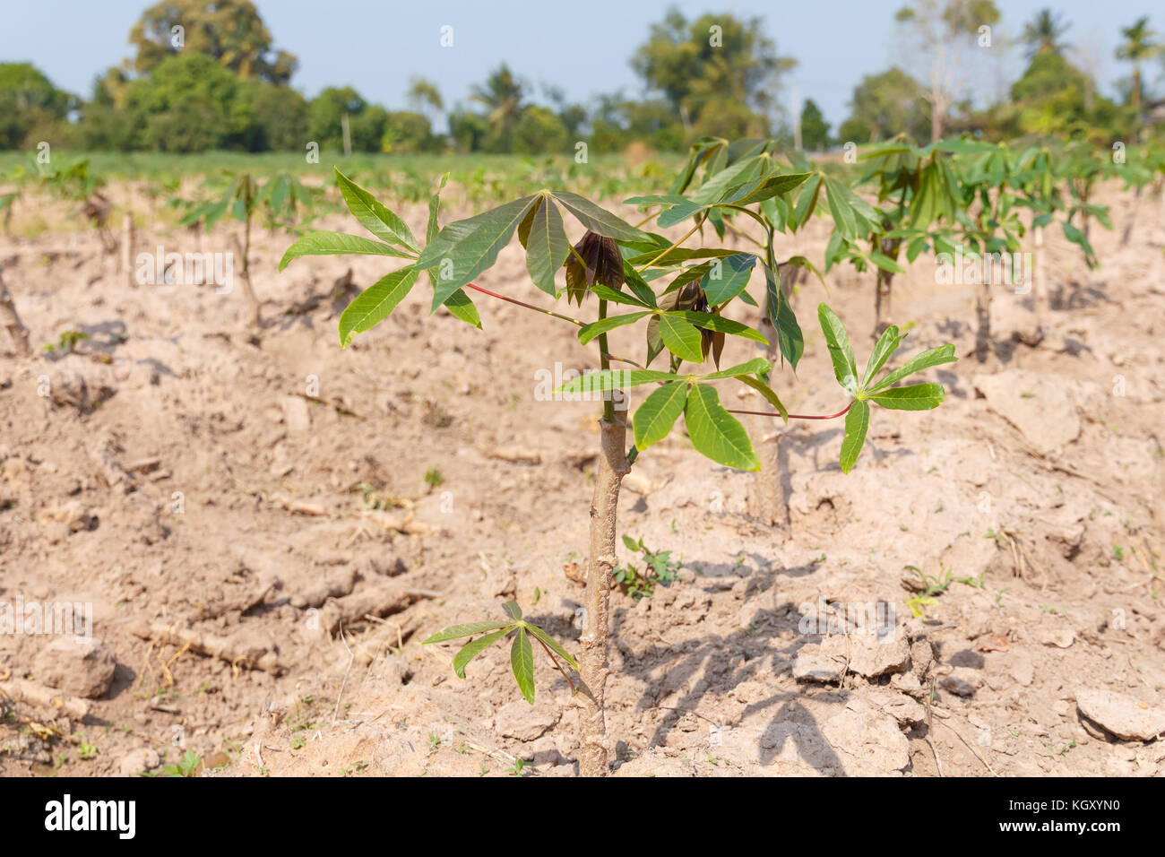 Petit arbre de culture du manioc dans la ferme, l'agriculture concept Banque D'Images
