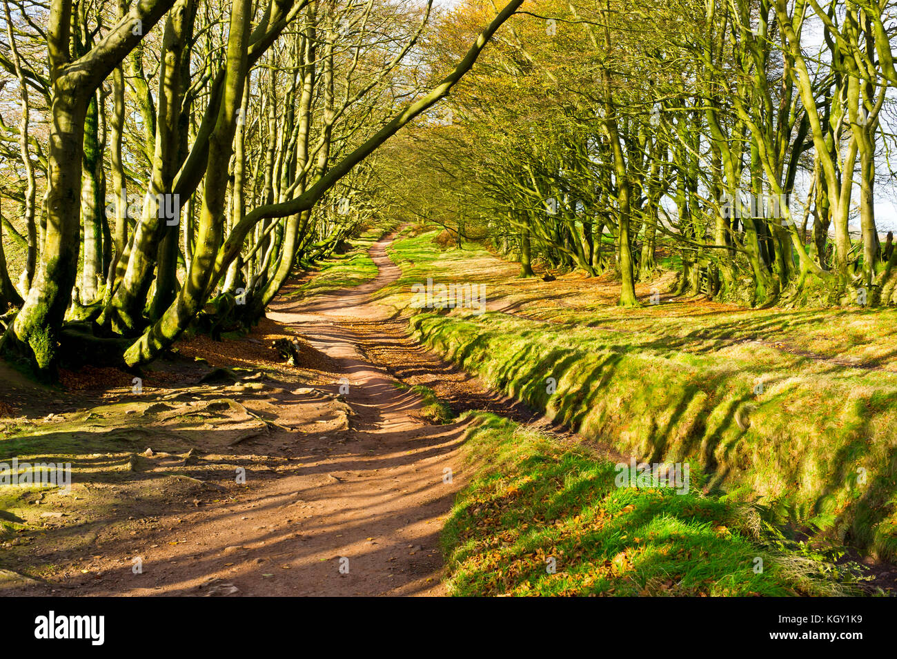 Les collines de Quantock, Somerset, Angleterre Banque D'Images