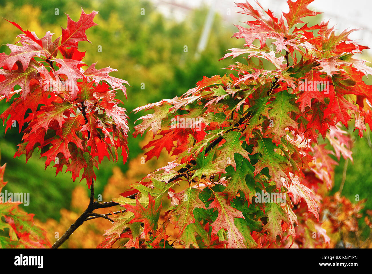 Terre rouge et arbres d'automne Banque de photographies et d’images à ...