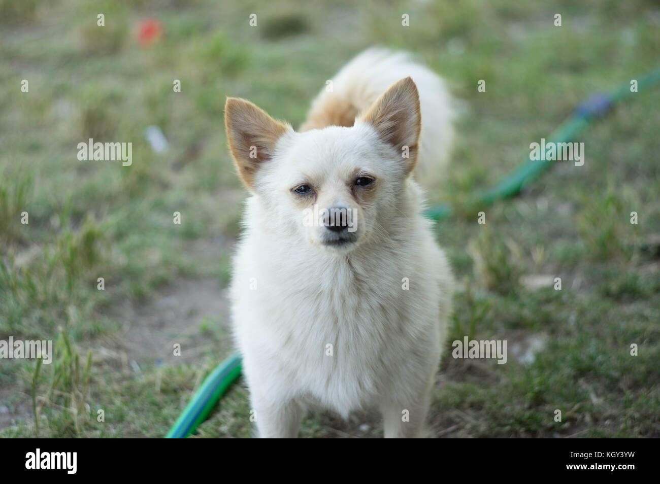 Pomeranian blanc Banque D'Images