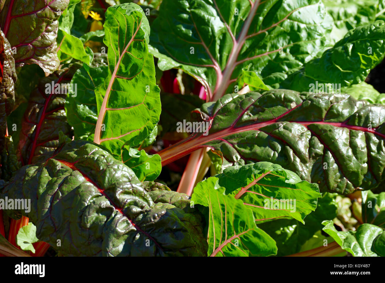 Les feuilles de betterave à sucre éclairée par un soleil éclatant Banque D'Images