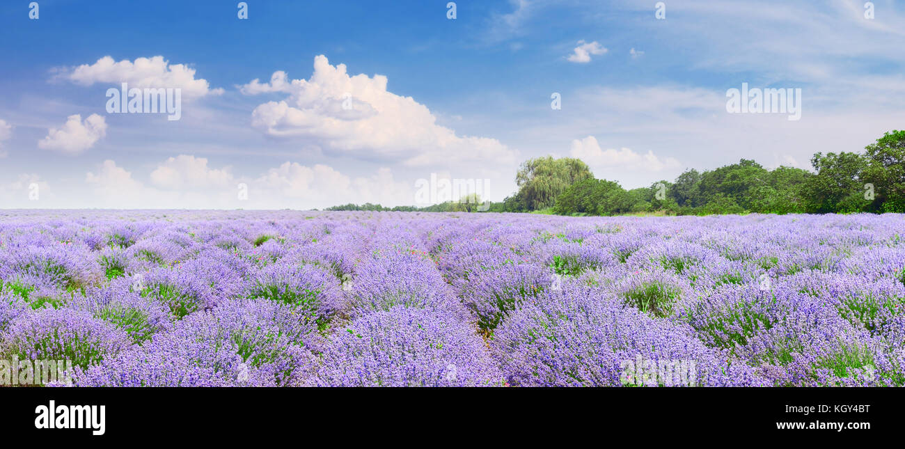 Champ de lavande pittoresque avec fleurs et ciel bleu. Banque D'Images