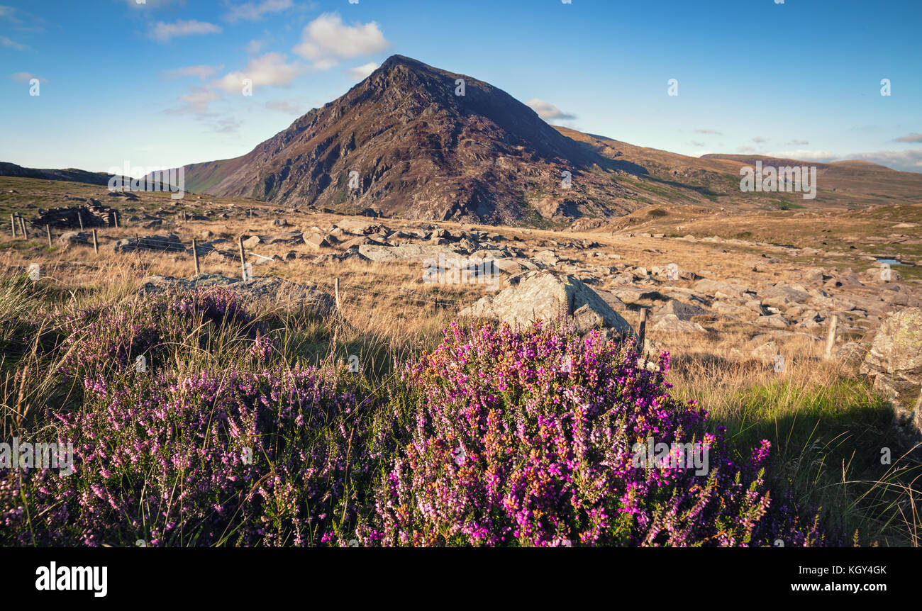 Fleurs de bruyère d'été à Llynd Idwal Valley et Pen An Wen Ole en arrière-plan pointe Banque D'Images