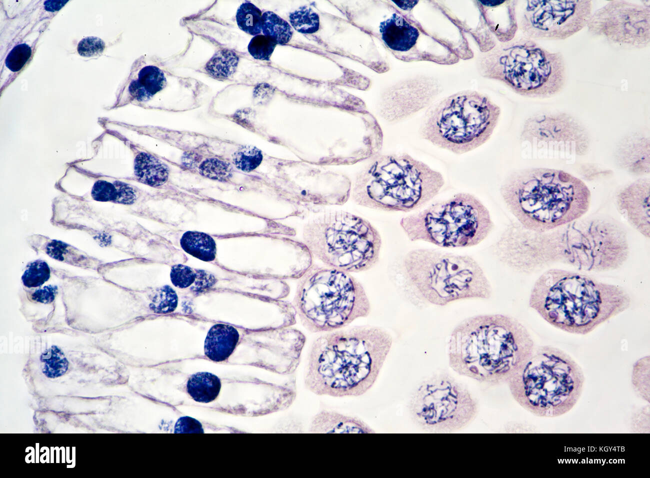Lily, début de la prophase de la méiose de cellules stade division, fond clair photomicrographie Banque D'Images