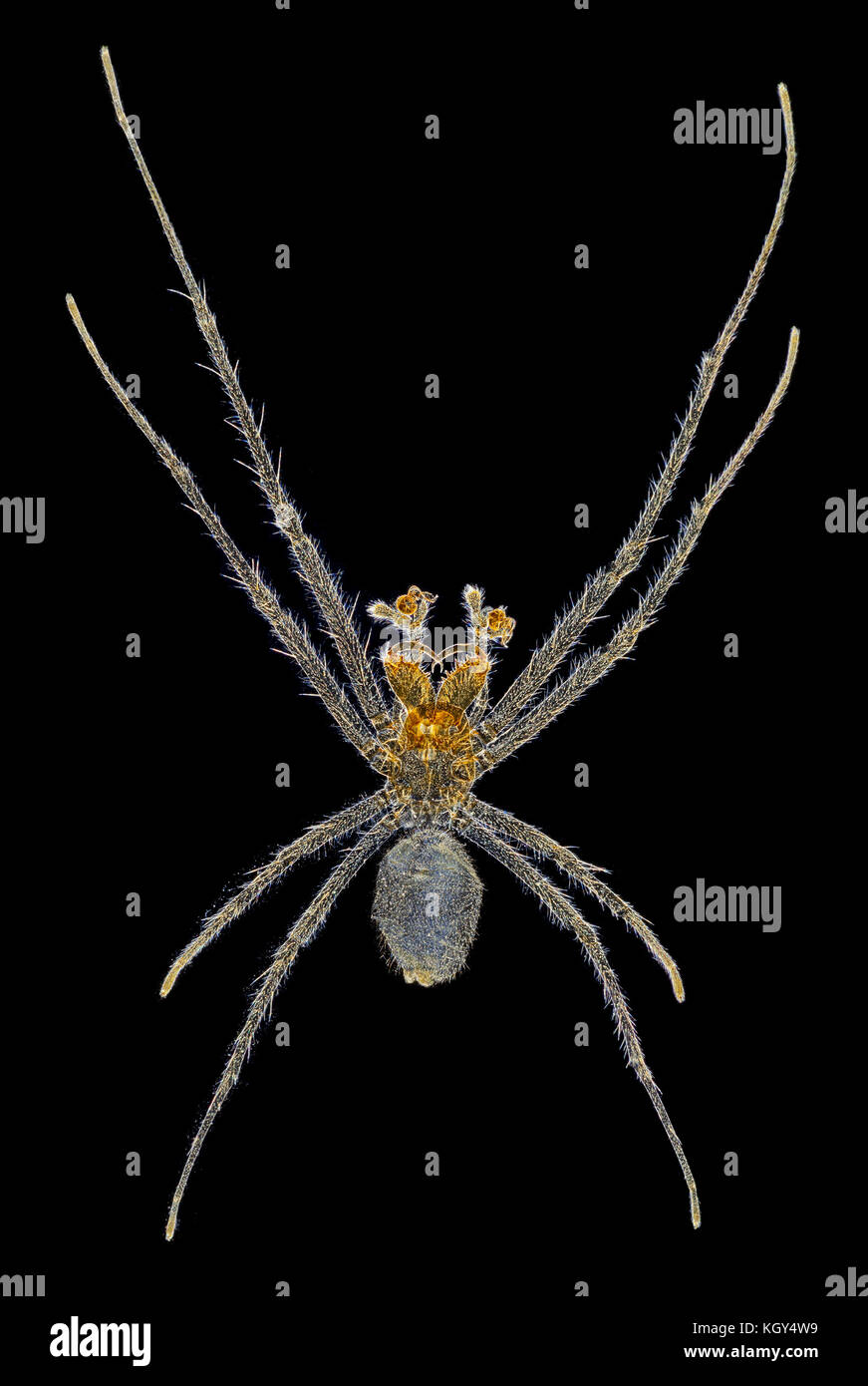 Spider, Tetragnatha sp. Photographie macro fond noir Banque D'Images