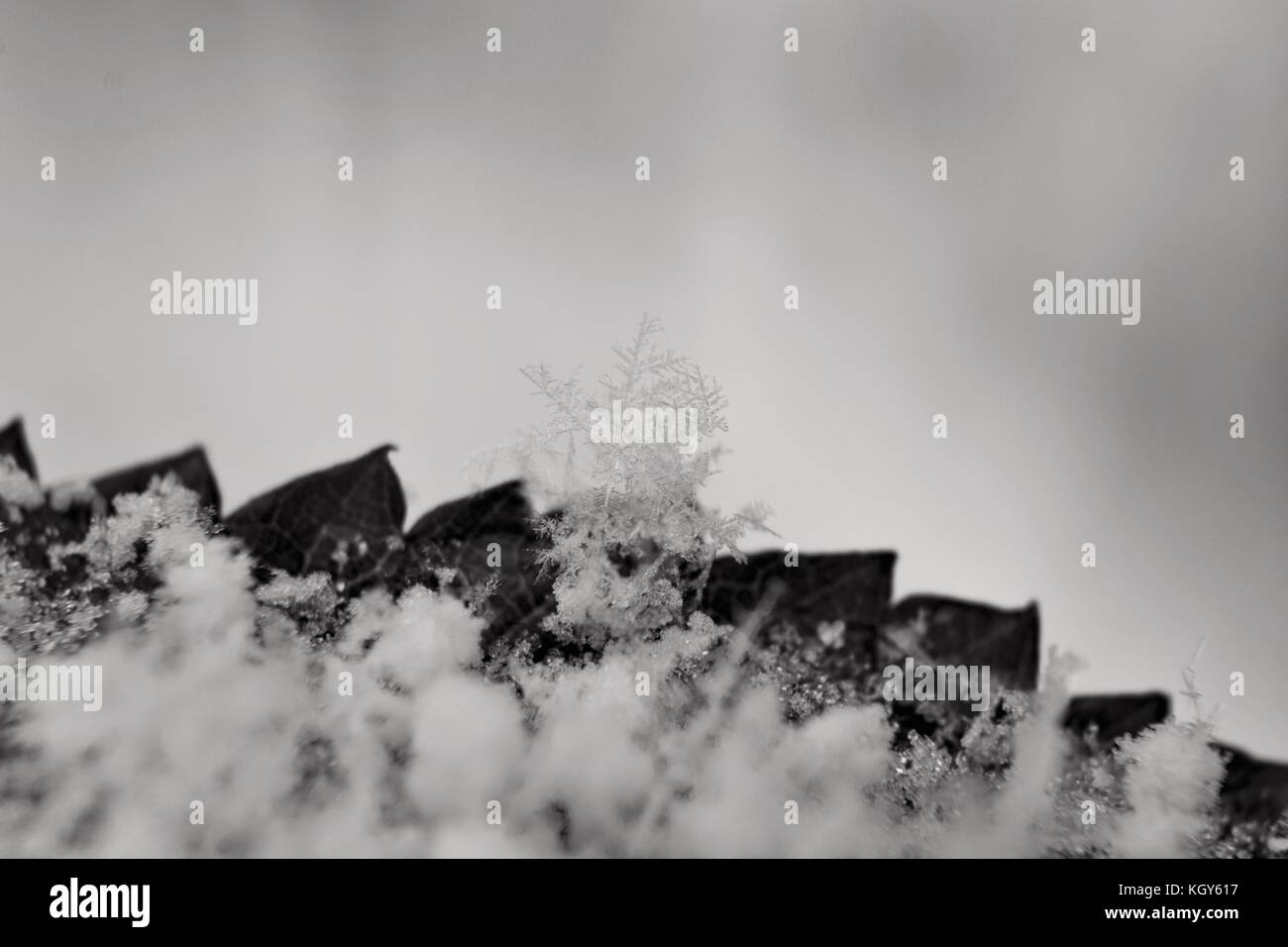Close up de flocons sur le bord de la feuille au cours de neige précoce en noir et blanc Banque D'Images