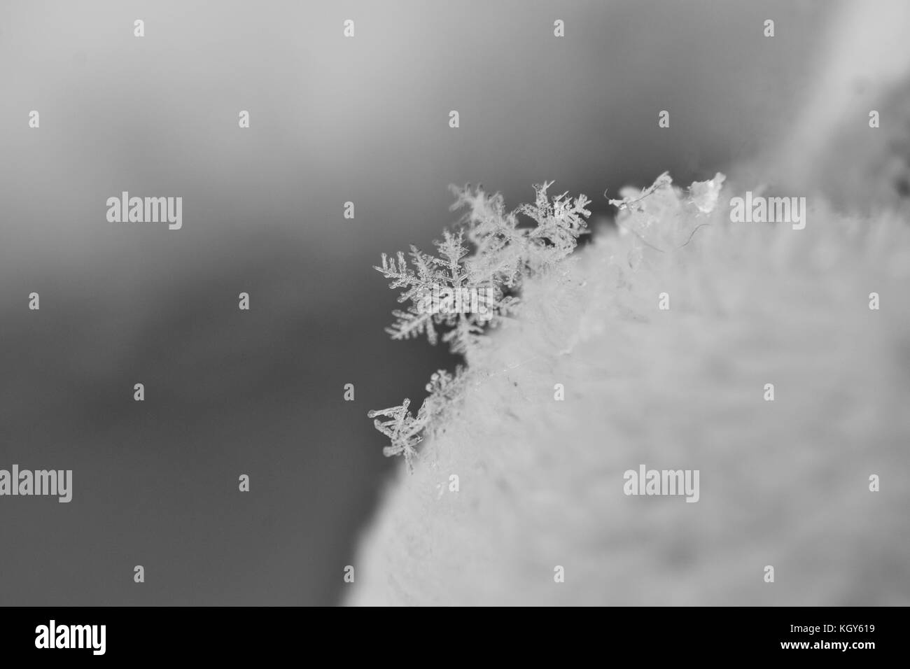 Close up de flocons de neige au début en noir et blanc Banque D'Images