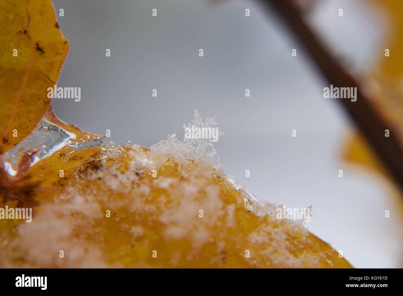 Close up de flocon de neige sur le bord de la feuille d'orange au cours de neige précoce Banque D'Images
