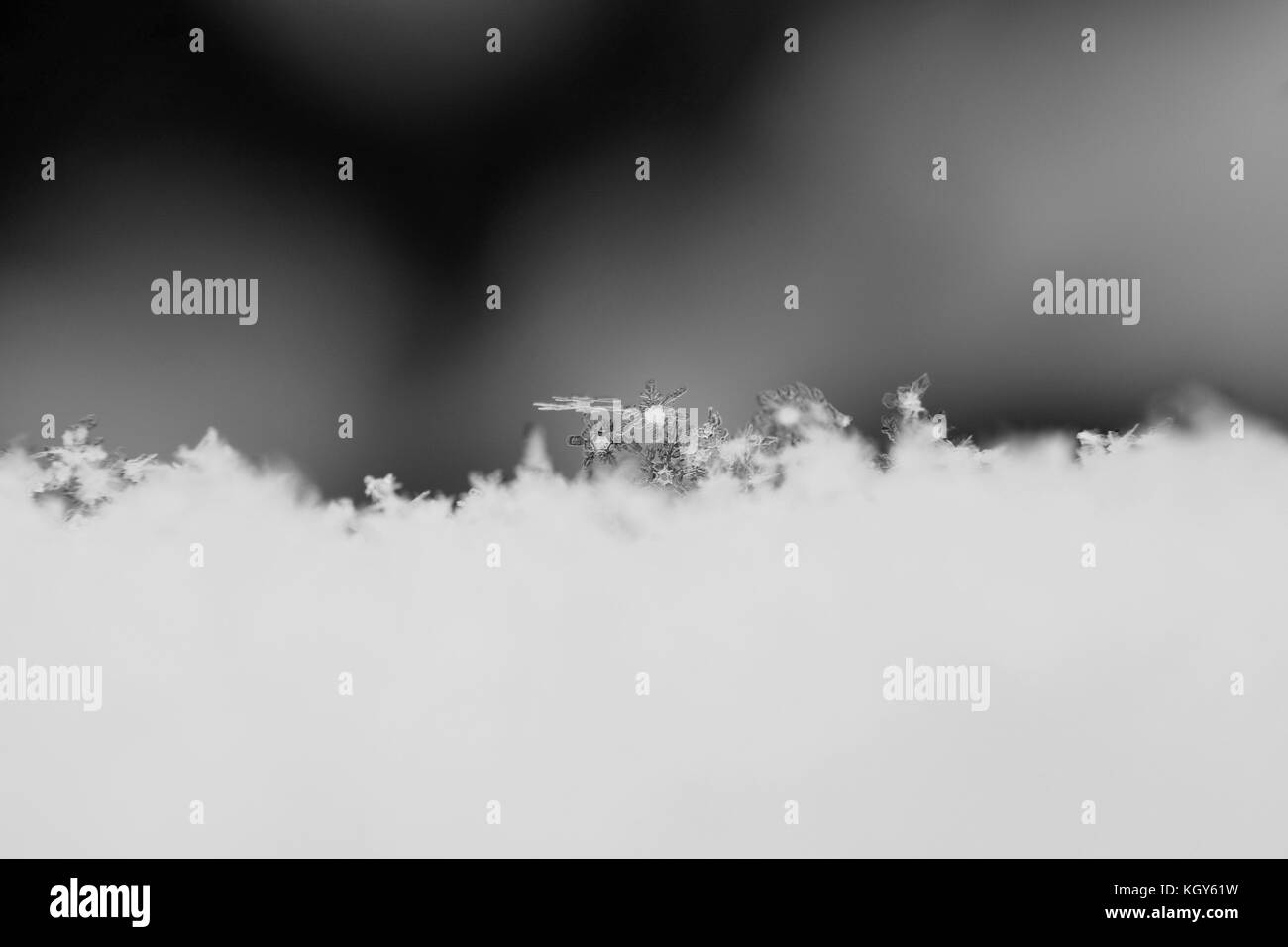 Close up de flocons de neige au début en noir et blanc Banque D'Images