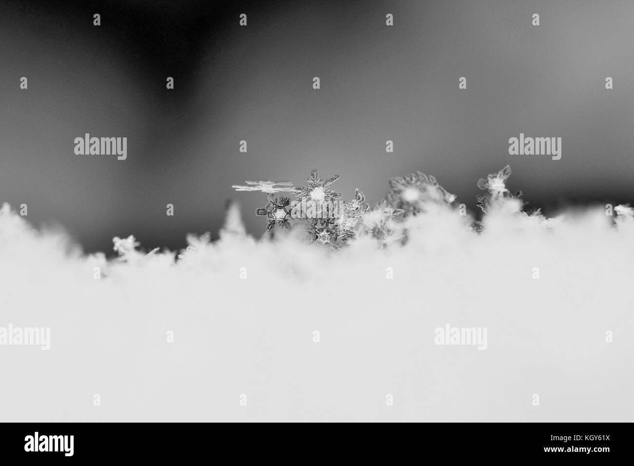 Close up de flocons de neige au début en noir et blanc Banque D'Images