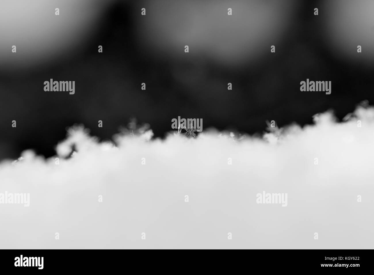 Close up de flocon de neige au début en noir et blanc Banque D'Images