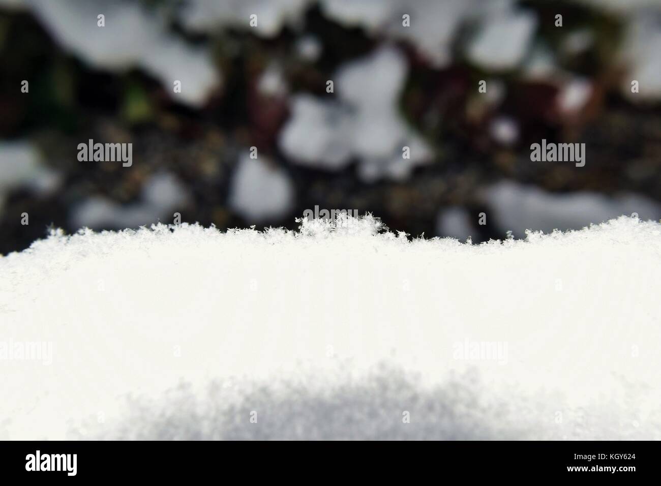Close up de flocons de neige au début avec feuilles floue en arrière-plan Banque D'Images