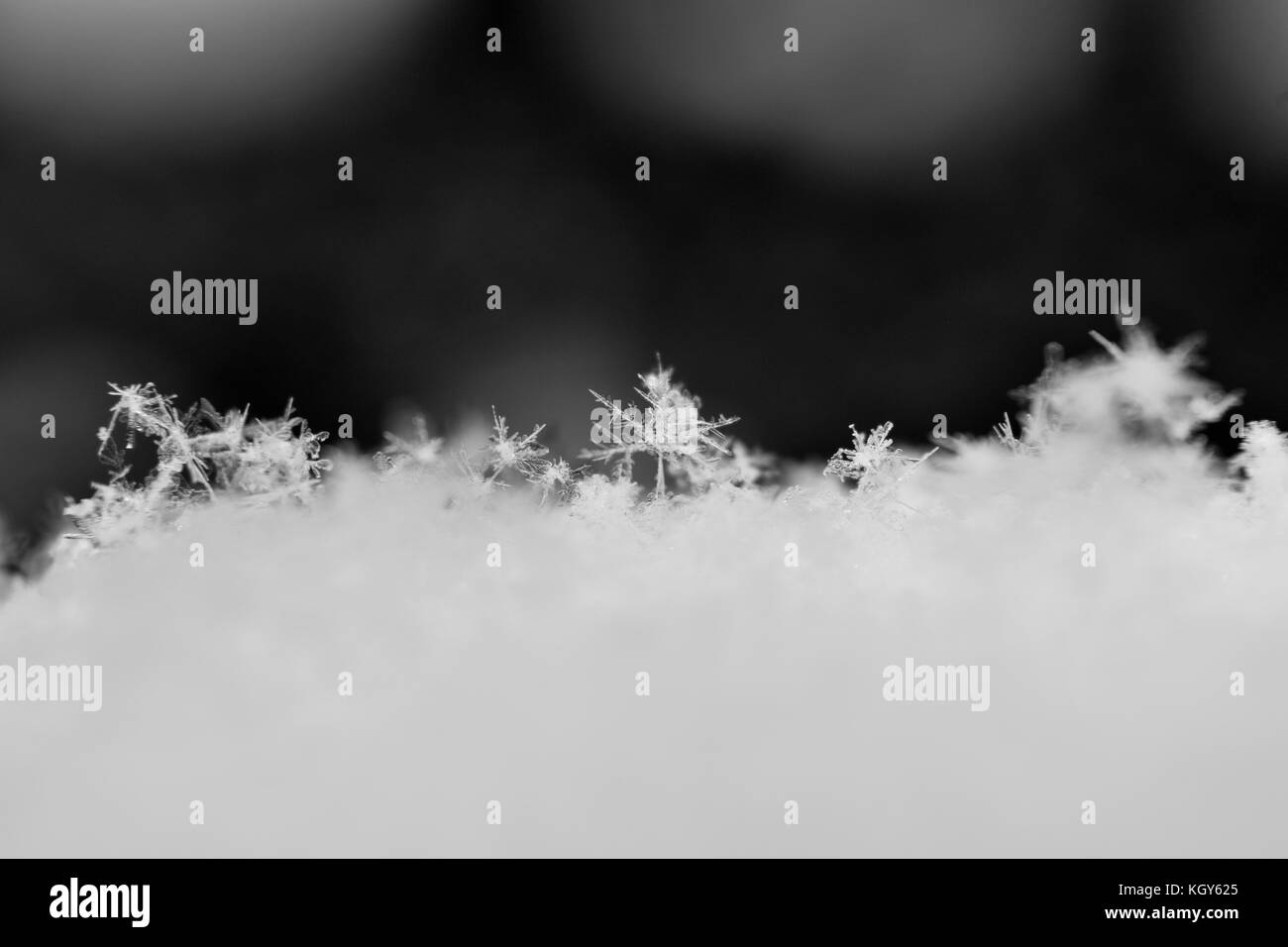 Close up de flocons de neige au début en noir et blanc Banque D'Images