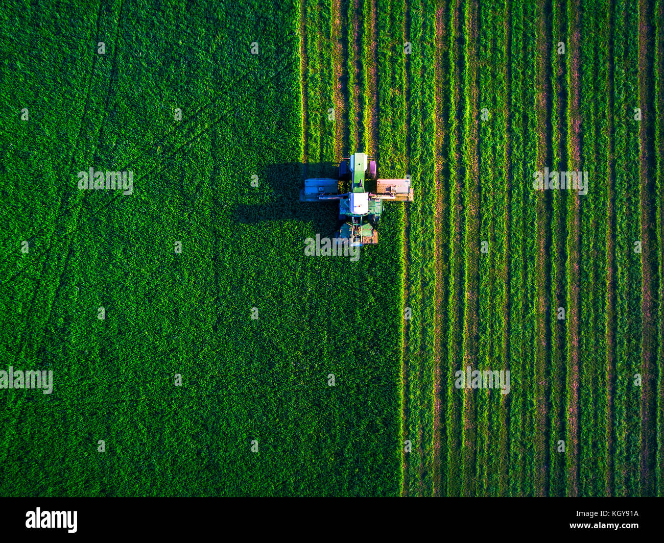 Le fauchage du tracteur champ vert, vue aérienne Banque D'Images