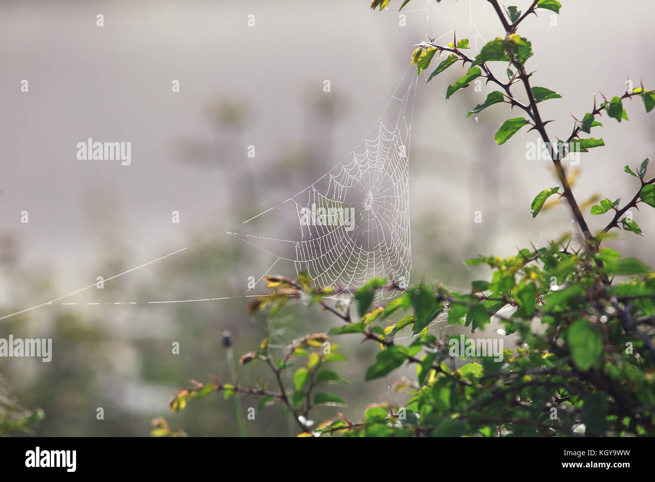 Spider web couverts par la rosée du matin. Banque D'Images