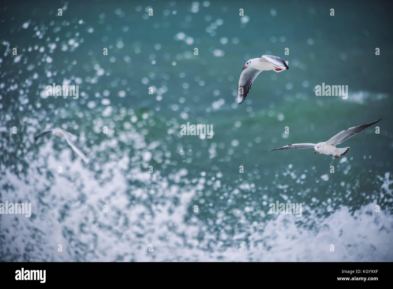 Mouette blanche planeur au-dessus de la mer Banque D'Images