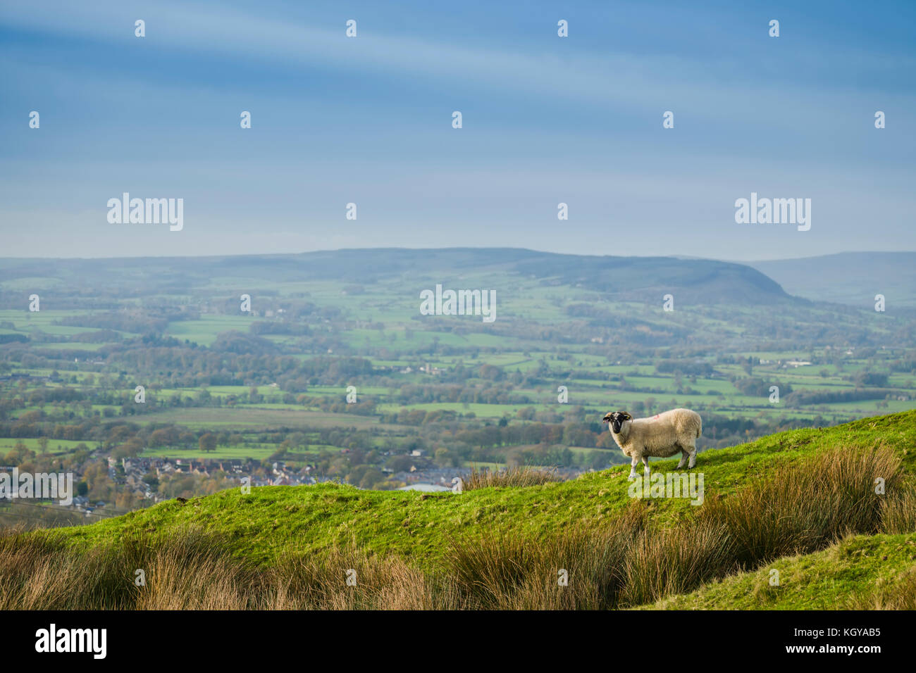 Moutons sur la colline de Pendle, surplombant la vallée de Ribble, Lancashire, Royaume-Uni. Banque D'Images