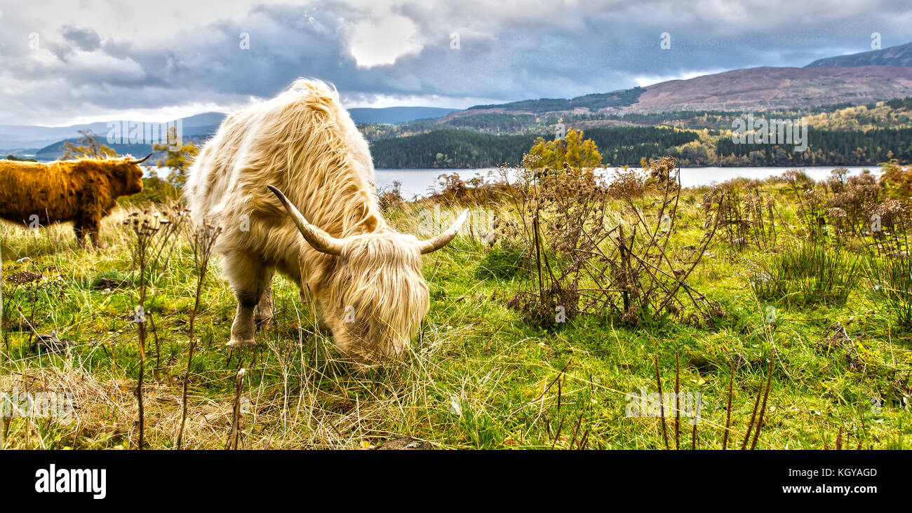 Vache Highland avec fantastique vue panoramique Banque D'Images