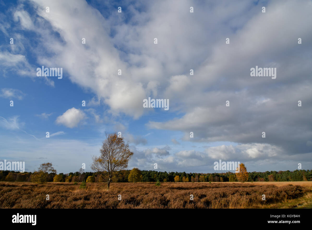 Week-end du Jour du souvenir et ici dans le Staffordshire nous attendons dimanche anglo-allemand annuel de la cérémonie du jour de réconciliation qui se tiendra à Cannock Chase's cimetière de guerre allemand. crédit : daniel james armishaw/Alamy live news Banque D'Images