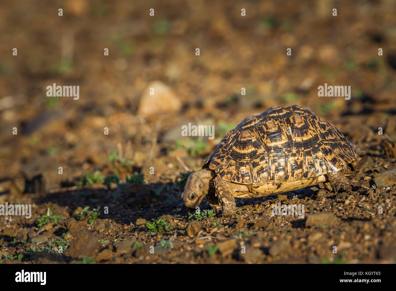 Tortue léopard dans Kruger National Park, Afrique du Sud ; espèce stigmochelys pardalis famille des Testudinidae Banque D'Images