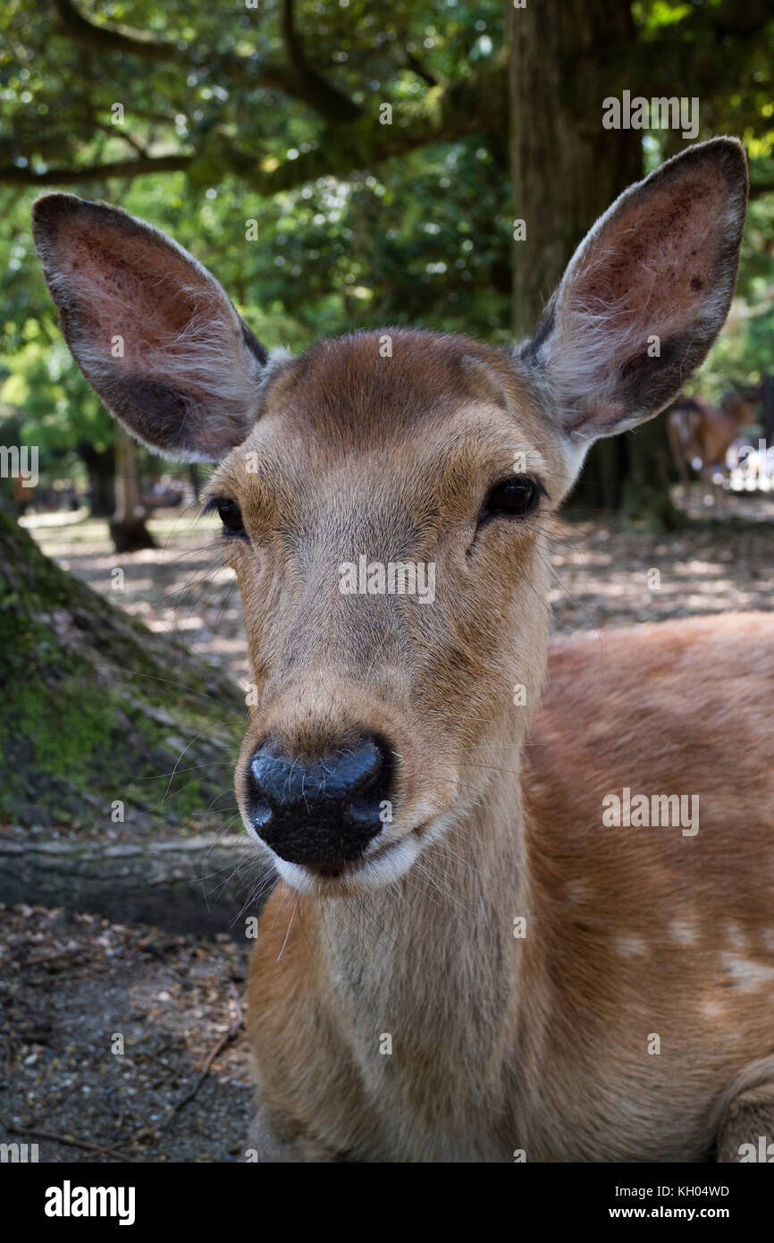 Nara, Japon - 29 mai 2017 : portrait d'un cerf près du temple Todai-ji temple Banque D'Images