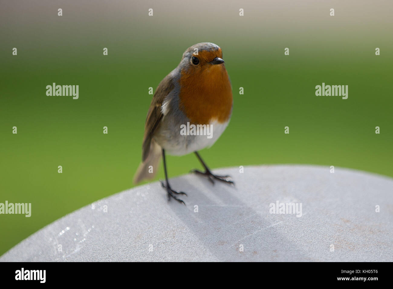 Un robin perche sur une pierre pendant le service de l'Armistice Day à l'Arboretum War Memorial, dans le Staffordshire. Banque D'Images