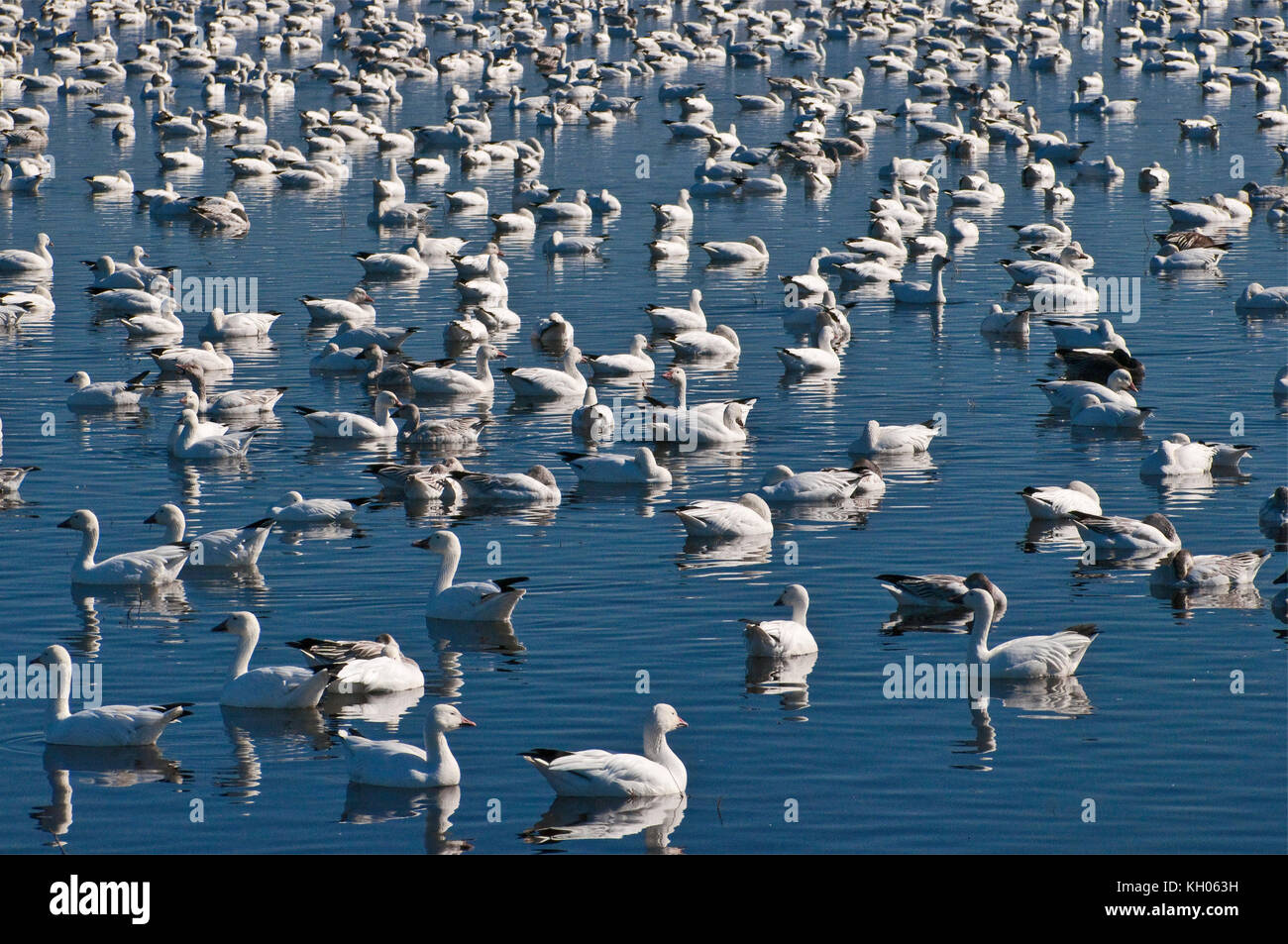 Des neiges de Bosque del Apache National Wildlife Refuge en novembre, New Mexico, USA Banque D'Images