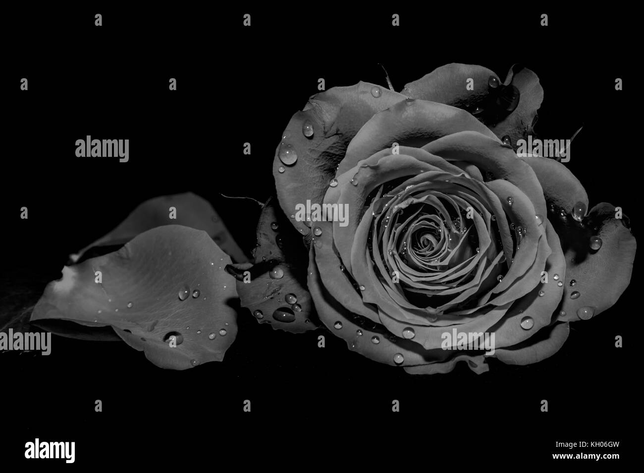 Roses blanches Banque d'images noir et blanc - Alamy