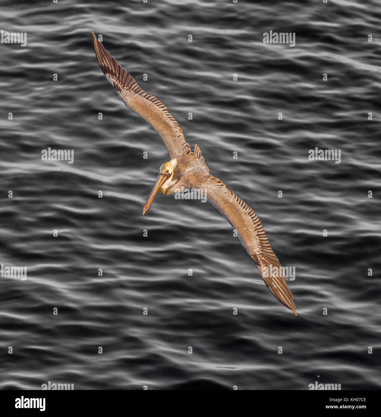 Pélican brun planeur au-dessus de l'Océan Pacifique Banque D'Images