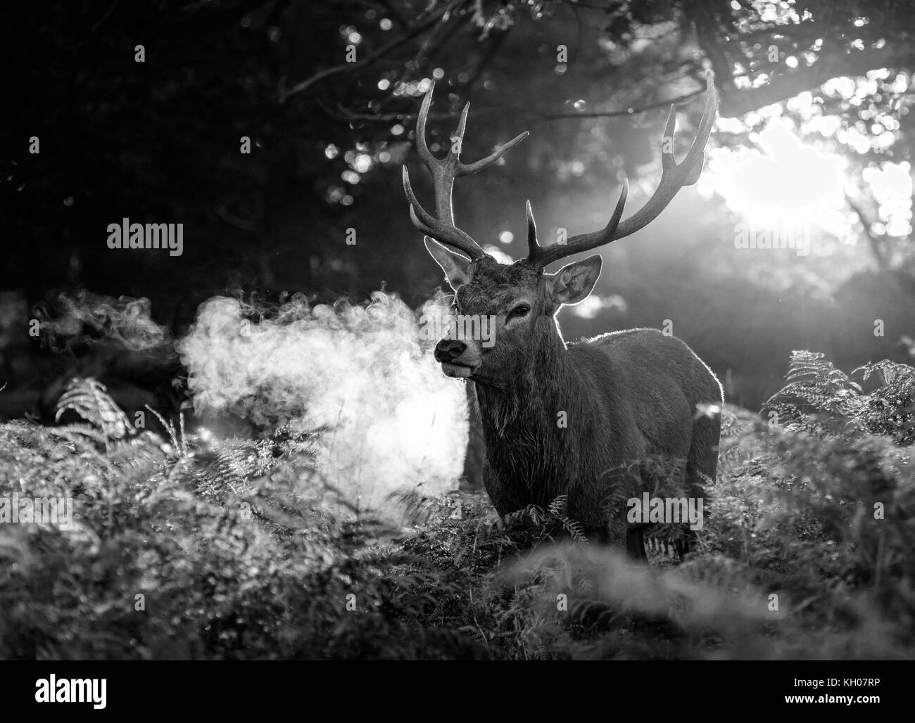 La faune du parc richmond Banque D'Images