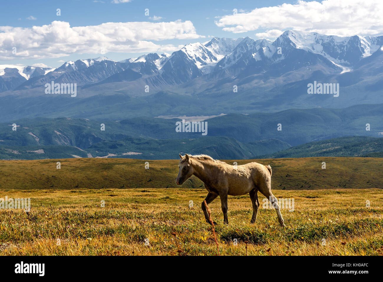 Une vue panoramique d'un cheval blanc paissant dans une prairie à flanc de colline dans le contexte des belles montagnes, ciel bleu et nuages Banque D'Images