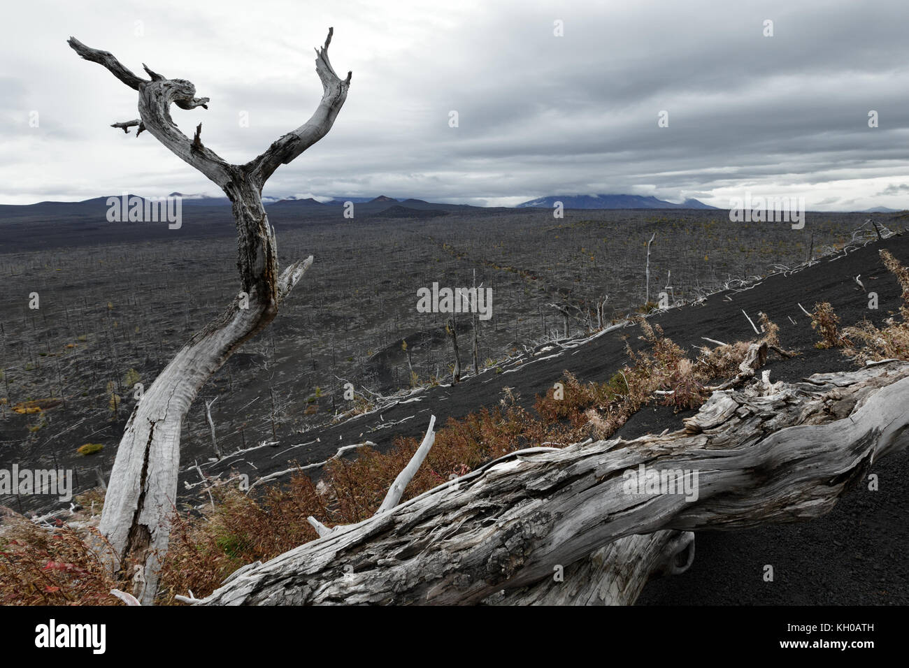 Le paysage volcanique de la péninsule du Kamtchatka : dead forest - conséquence de catastrophes naturelles - Éruptions catastrophiques plosky tolbachik 'plat' Banque D'Images