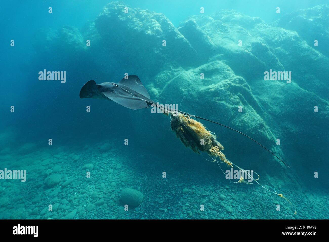 Une raie nage sous l'eau et emmêlées blessé par une ligne de pêche, mer méditerranée, costa brava, Catalogne, Espagne Banque D'Images