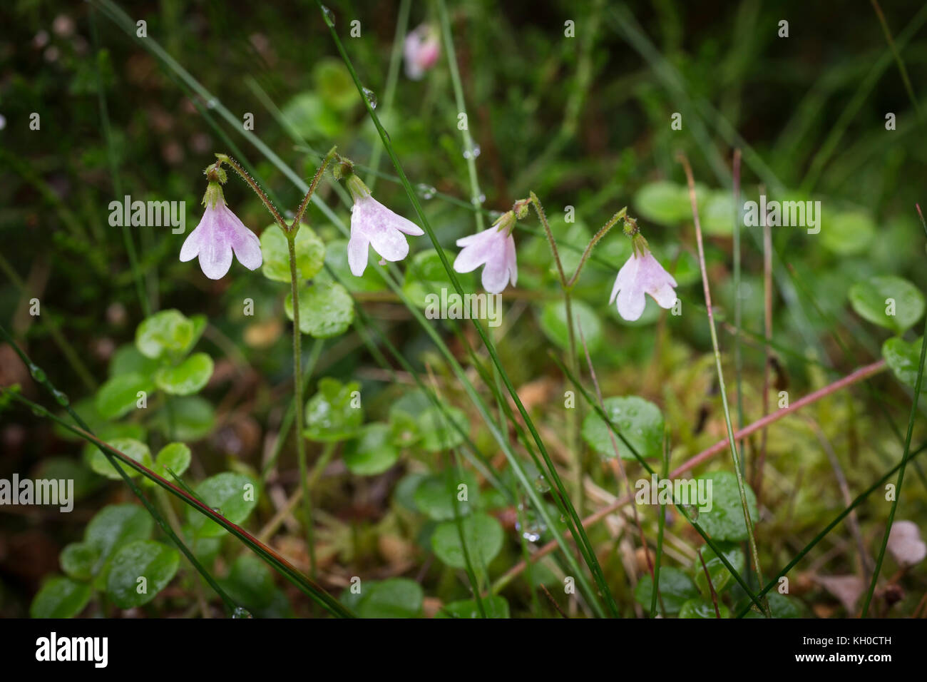 Linnaea borealis Twinflower ou dans la forêt écossaise dans les Highlands d'Ecosse. Banque D'Images